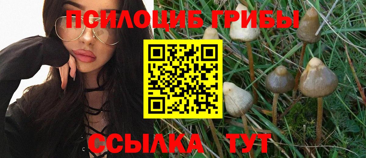 Галлюциногенные грибы Psilocybe Чехов