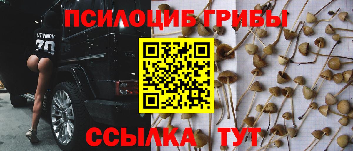 где можно купить наркотик  Вход с VPN  Чехов  Псилоцибиновые грибы мицелий 